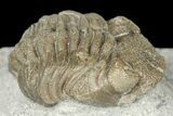 Eldredgeops Trilobite Fossil - Silica Shale, Ohio #188841-3